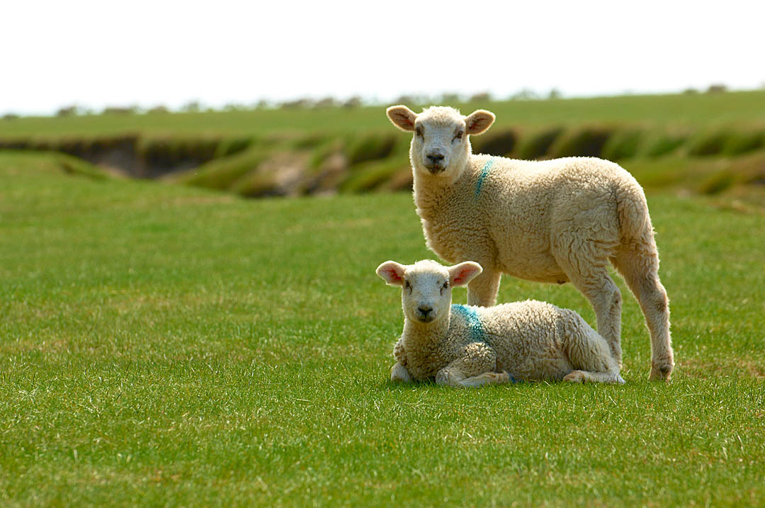 Commercial Photography: Farming and Food Production: Salt Marsh Lamb