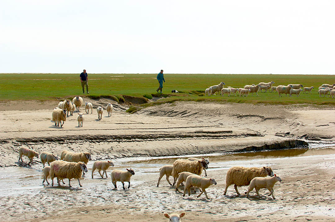 Commercial Photography: Farming and Food Production: Salt Marsh Lamb